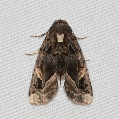 Homophoberia apicosa