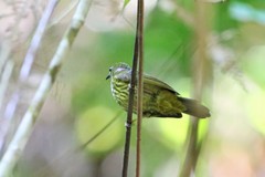 Kurochkinegramma hypogrammicum