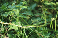 Smilax californica