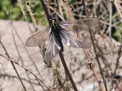 Libelloides hispanicus