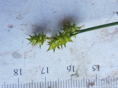Carex wiegandii
