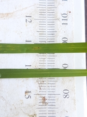 Carex wiegandii