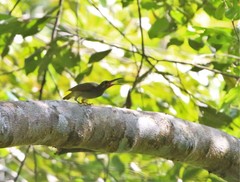 Arachnothera flavigaster