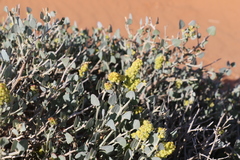 Atriplex vestita