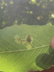 Cameraria ohridella