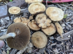 Agrocybe
