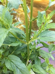 Scrophularia auriculata