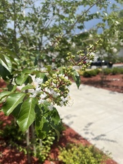 Lagerstroemia subcostata