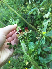 Scrophularia auriculata