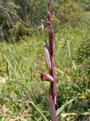 Bilamellaria