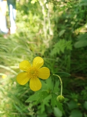 Ranunculus