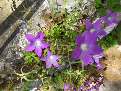 Campanula patula