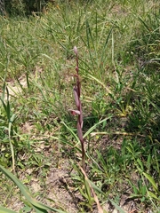 Bilamellaria