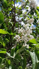 Syringa vulgaris