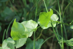 Smilax californica