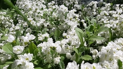 Syringa vulgaris