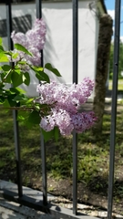 Syringa vulgaris