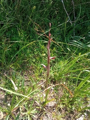 Bilamellaria