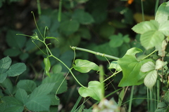 Smilax californica