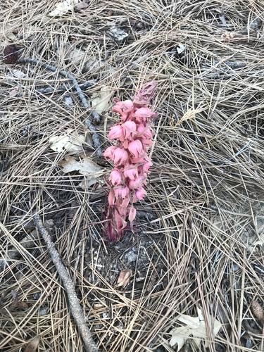iNaturalist observation photo of Snowplant