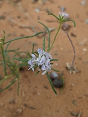 Ipomopsis gunnisonii