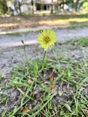 Pyrrhopappus carolinianus image