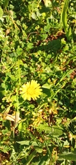 Crepis bursifolia