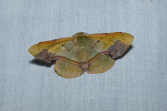 Fascellina plagiata