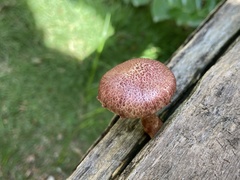Gymnopilus dilepis