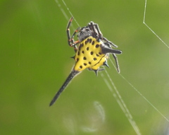 Gasteracantha dalyi