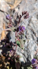 Phacelia humilis