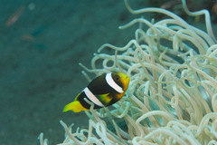 Amphiprion sebae