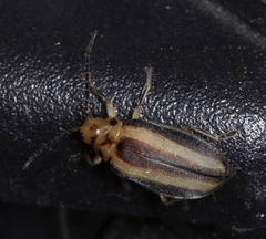 Derospidea brevicollis