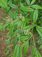 Cotoneaster salicifolius