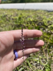 Polygala appendiculata