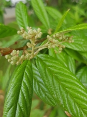 Cotoneaster salicifolius