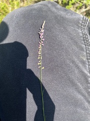 Polygala appendiculata