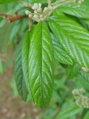 Cotoneaster salicifolius