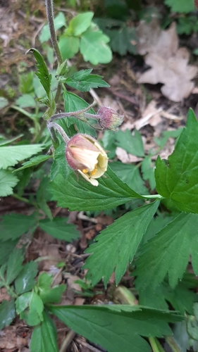 Raudonoji žiognagė