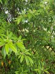 Cotoneaster salicifolius