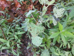 Rhinoncomimus latipes