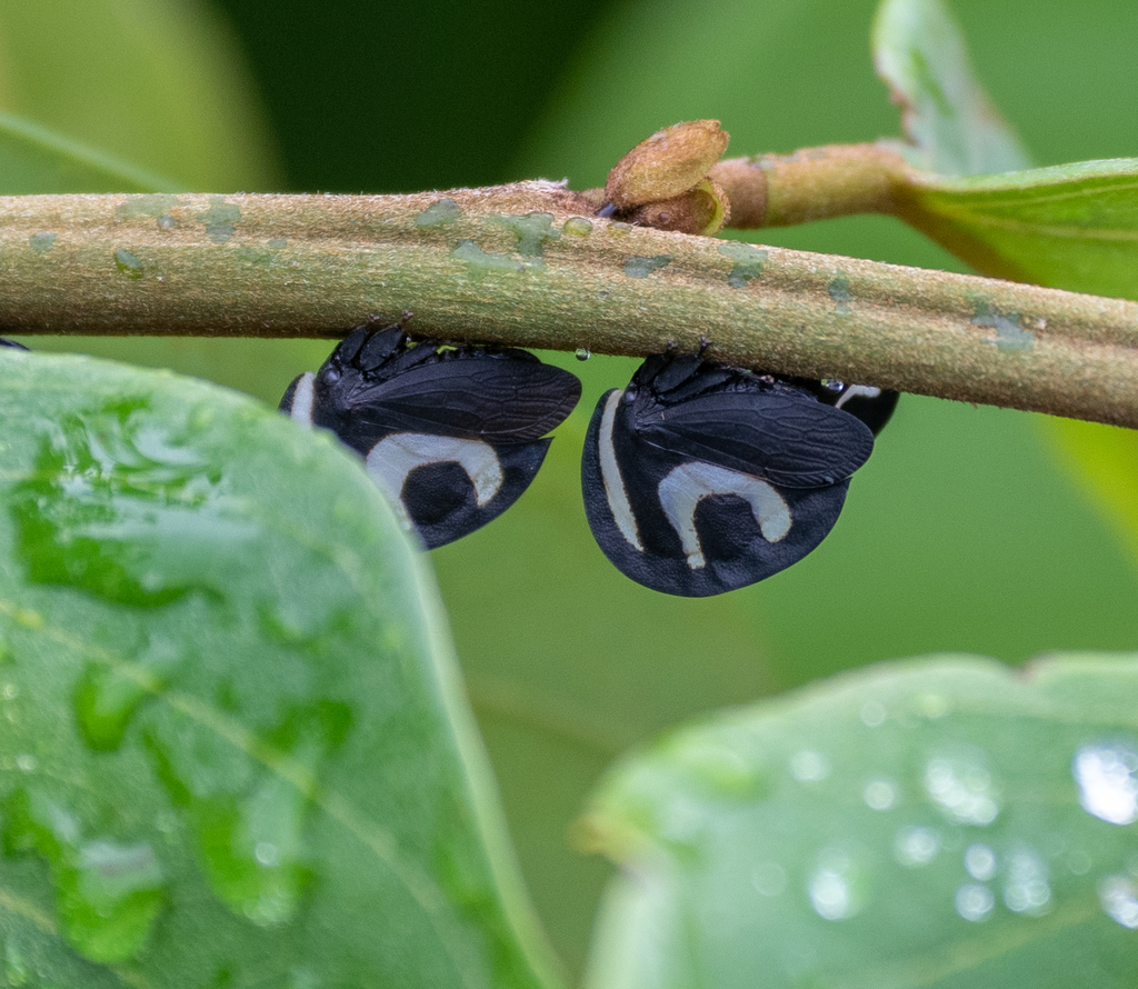 Blackandwhite Treehopper from Peruíbe, SP, Brasil on May 12, 2022 at