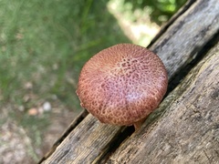 Gymnopilus dilepis