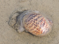 Paratectonatica tigrina