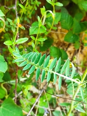 Vicia tenuifolia