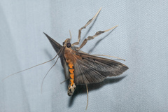 Filodes fulvidorsalis