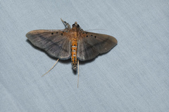 Filodes fulvidorsalis