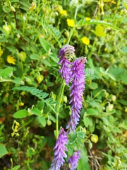 Vicia tenuifolia