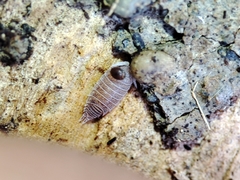 Platyarthridae