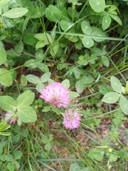 Trifolium pratense